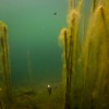 Комплект за Зиг Риг FOX EDGES™ Zig Aligna™ Kit | Tribal-Fishing.com Комплект за Зиг Риг FOX EDGES™ Zig Aligna™ Kit | Tribal-Fishing.com