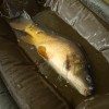 Люлка за шарани Fox Carpmaster Welded Cradle | TRIBAL-FISHING.com