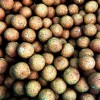 Протеинови топчета GMS CARP 20mm 5kg | TRIBAL-FISHING.com Протеинови топчета GMS CARP 20mm 5kg | TRIBAL-FISHING.com